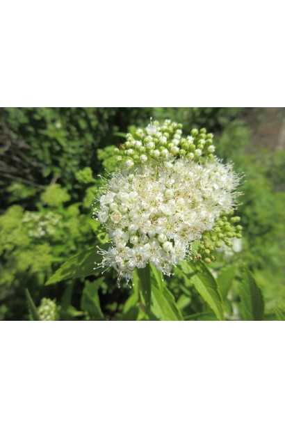 Компактна і декоративна спірея японська Альбіфлора.